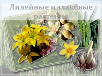 Презентация Лилейные и злаковые растения