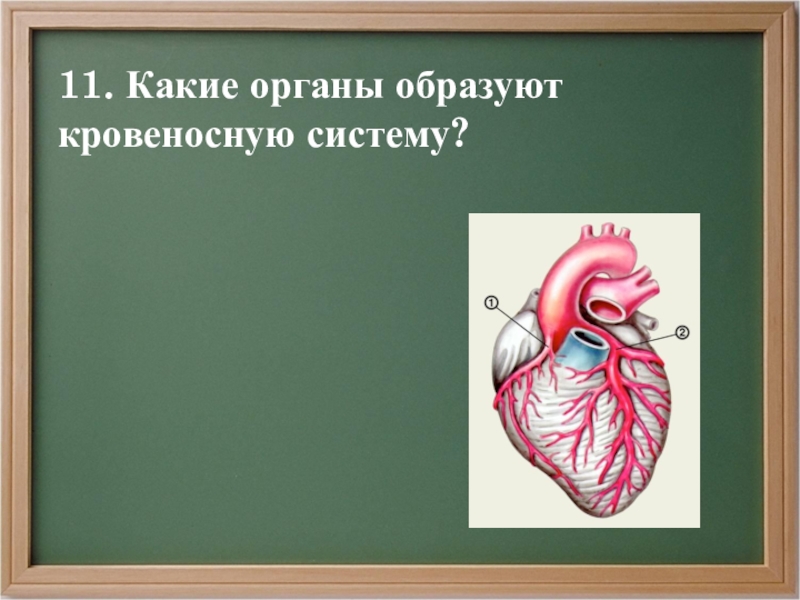 Какие органы образуют. Что образуют органы. Несколько органов образуют. Окружающий мир 3 класса ответы что образует кровеносную систему.