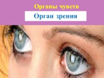 Презентация Орган зрения 8 класс