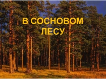 Презентация по окружающему миру на тему В сосновом лесу (2 класс УМК Планета знаний)