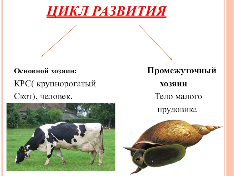 Основной хозяин сосальщика. Основной и промежуточный хозяин. Основной хозяин это. Основной хозяин и промежуточный хозяин. Основной хозяин КРС.