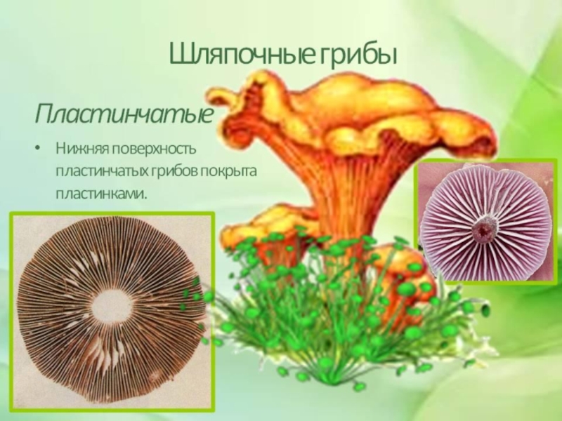 Презентация грибы 5 класс фгос пасечник презентация