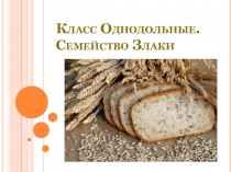 Презентация по биологии Семейство Злаки