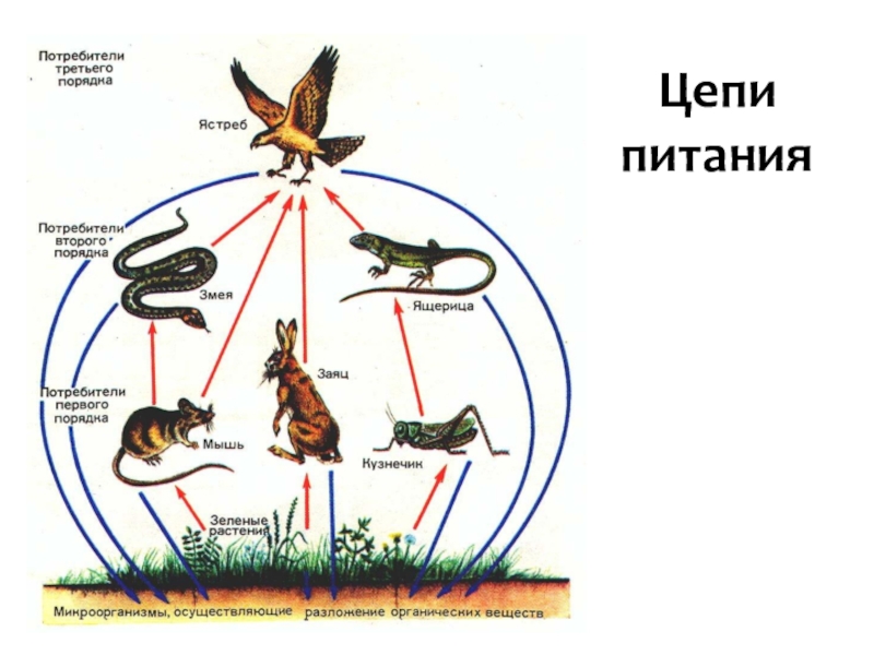 Схема показывающая последствия уничтожения одного конкретного вида растений или животных