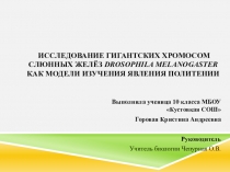Презентация к исследовательской работе  ИССЛЕДОВАНИЕ ГИГАНТСКИХ ХРОМОСОМ СЛЮННЫХ ЖЕЛЁЗ Drosophila melanogaster КАК МОДЕЛИ ИЗУЧЕНИЯ ЯВЛЕНИЯ ПОЛИТЕНИИ