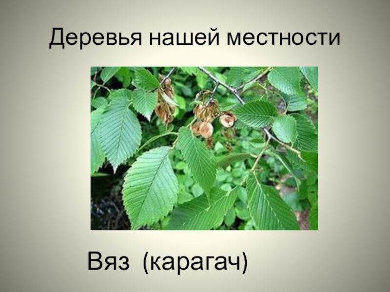 Вяз дерево фото с описанием листьев где растет