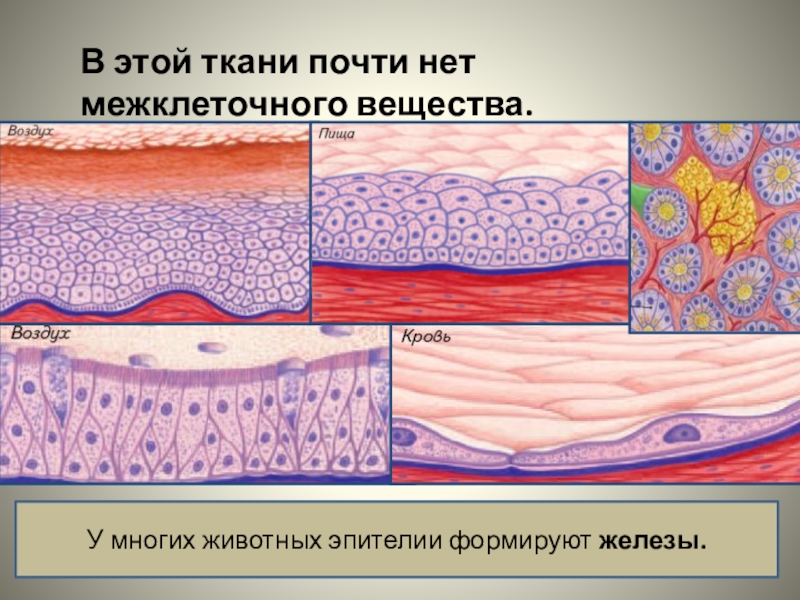 Эпителиальная ткань соединительная ткань нервная ткань. Межклеточное вещество в тканях. Межклеточные соединения эпителиальных тканей. Межклеточное вещество эпителиальной ткани. Межклеточная ткань рисунок.