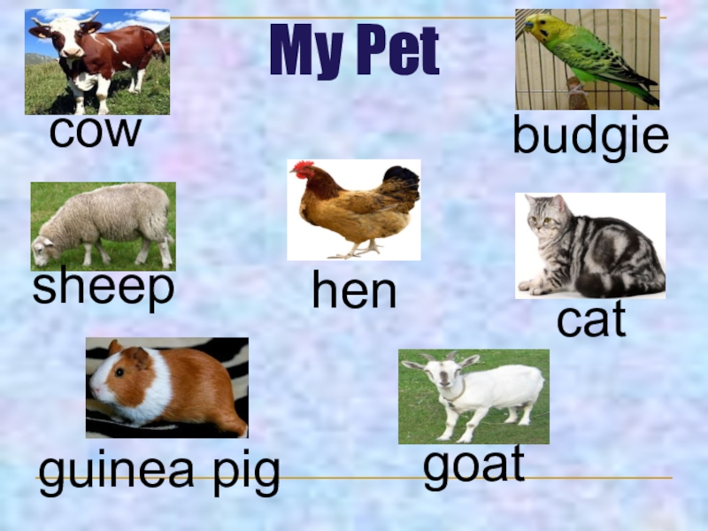 Pets презентация. My Pet по английскому. Презентация по английскому языку my Pet. My Pet тема 5 класс. Английский язык 5 класс проект my Pet.