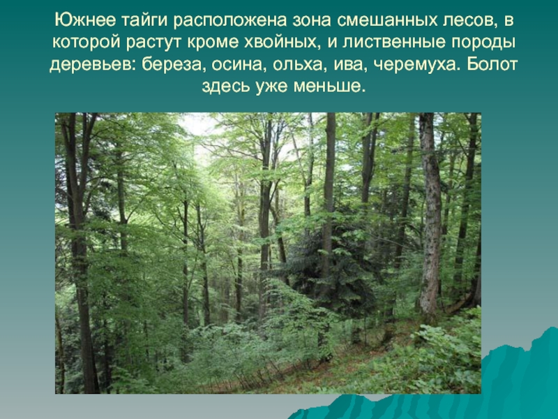 Зона лесов 4 класс окружающий мир презентация