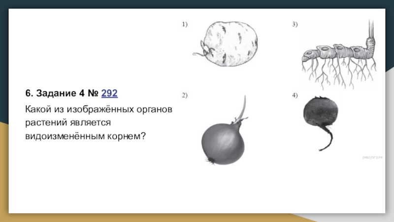 Отметь рисунок на котором изображен видоизмененный побег