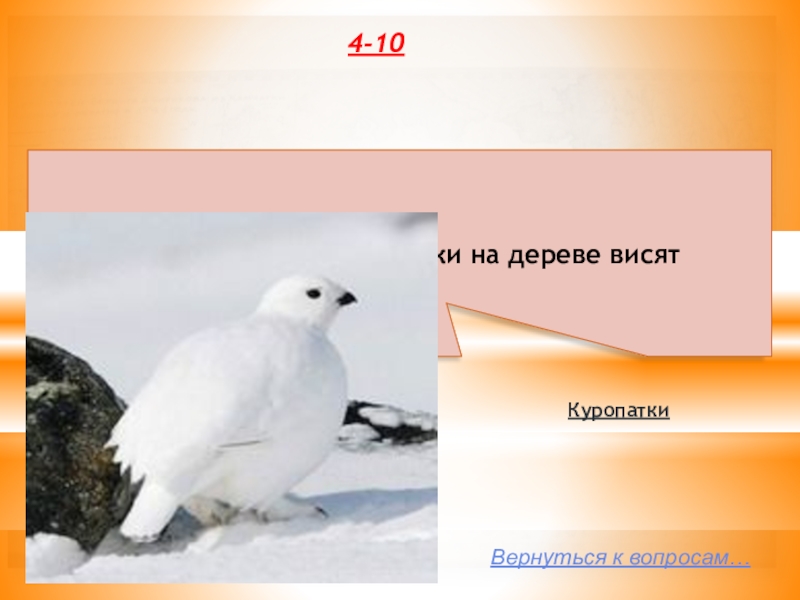 Белый по белому написал белым загадка. Загадка про белую куропатку. Загадка про белый цвет. Загадка про белую полярную сову.