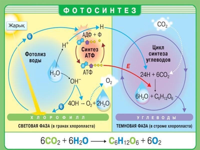 Презентация 10 11 класс