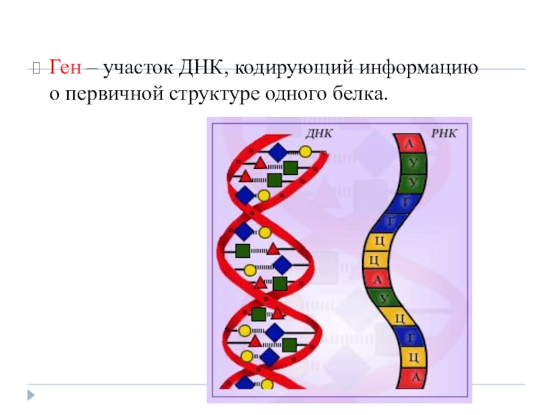 Фрагмент участка днк