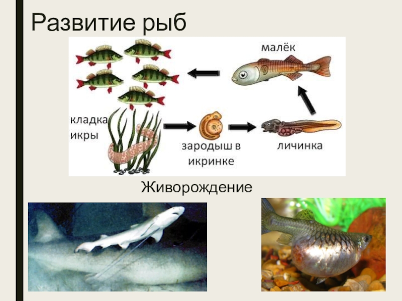 Развитие рыб. Живорождение у рыб. Особенности развития рыб. Какое развитие у рыб. Живорождение у костных рыб.