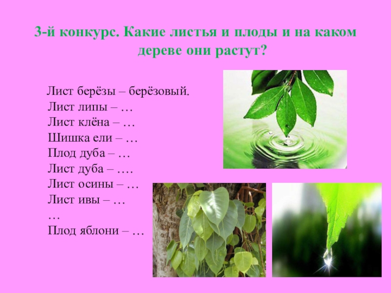 3-й конкурс. Какие листья и плоды и на каком дереве они растут?   Лист берёзы –