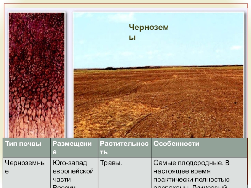 Почвы очень бедные либо вообще не формируются. Черноземы почвы растительность. Черноземы почвы России таблица. Типы черноземных почв. Тип растительности черноземных почв.