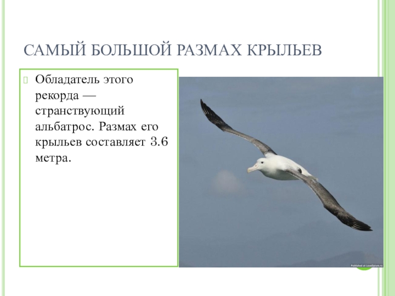 Большой размах. Альбатрос птица размах крыльев. Альбатрос размах крыльев 3 метра. Размах крыльев кондора и Альбатроса. Альбатрос самый большой размах крыльев.