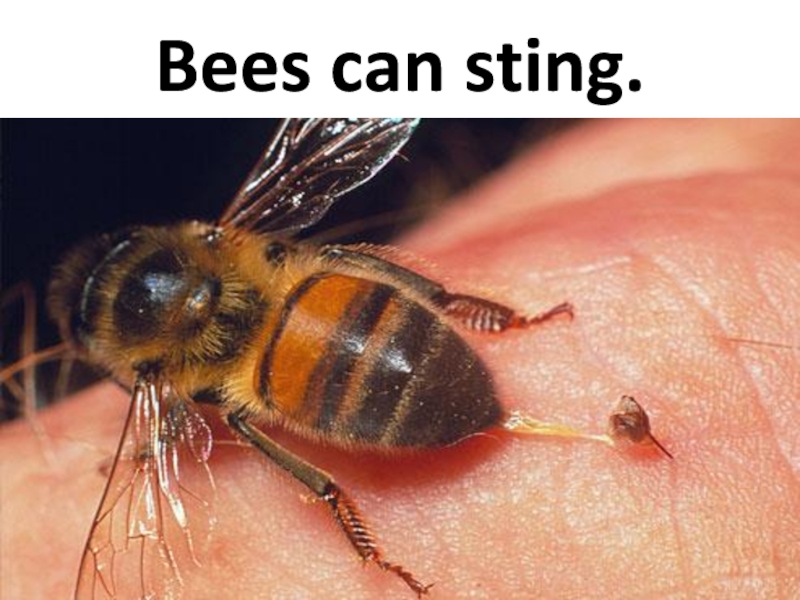 Bees can sting.