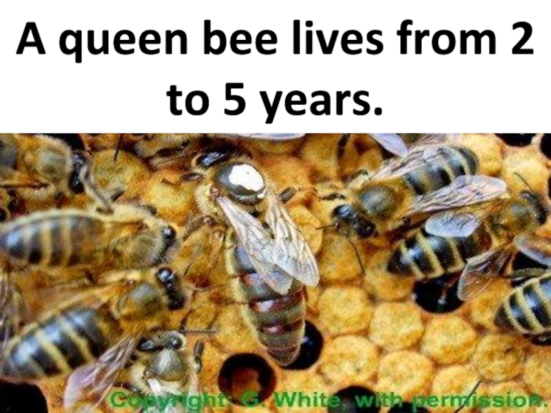 A queen bee lives from 2 to 5 years.