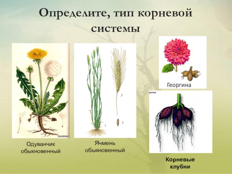 Корневая система одуванчика. Корень сложноцветных. Семейство Сложноцветные Тип корневой системы. Сложноцветных астровых корень. Семейство Астровые корень.