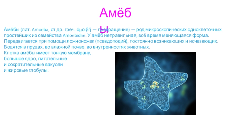 Презентация по биологии 7 класс амеба обыкновенная