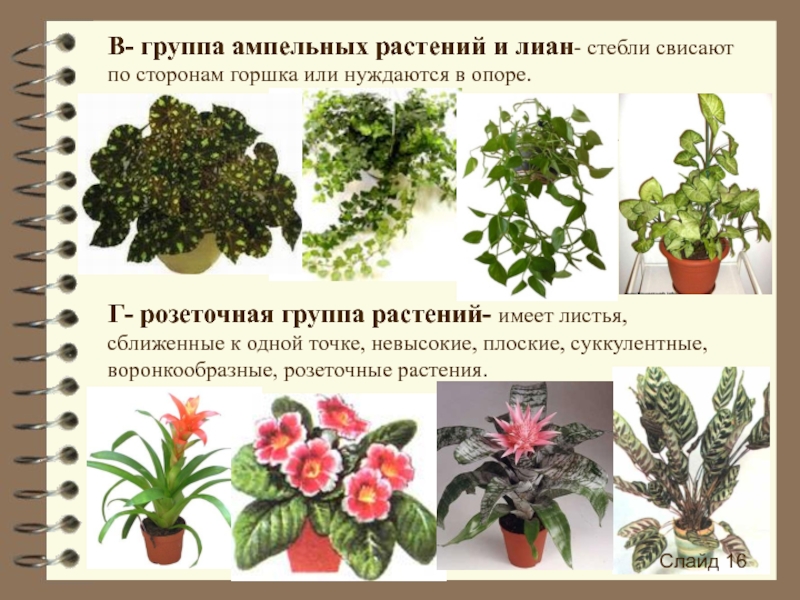 Каталог домашних цветов с фото и названиями
