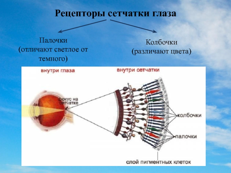 Проект по биологии 8 класс зрение