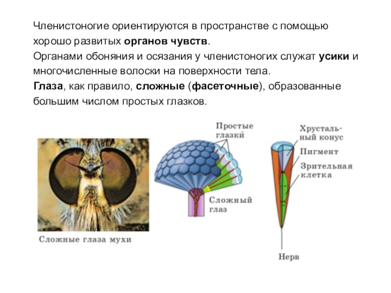 Органы зрения у ракообразных. Строение сложного глаза членистоногих. Строение глаза членистоногих. Сложный глаз насекомого строение. Строение глаза членист.