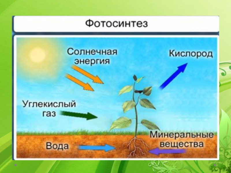 Схема питания растений 3 класс окружающий мир