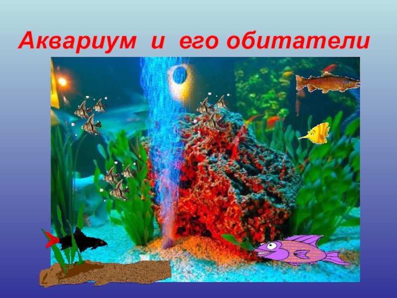 Презентация ПРЕЗЕНТАЦИЯ В СТАРШЕЙ ГРУППЕ НА ТЕМУ  Аквариумные рыбки