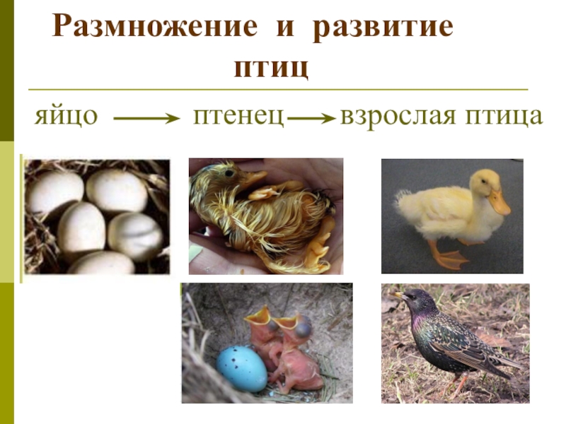 Тест размножение птиц. Размножение и развитие птиц. Модель развития птиц. Птицы размножаются. Развитие птиц схема.