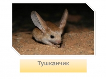 Тушканчик