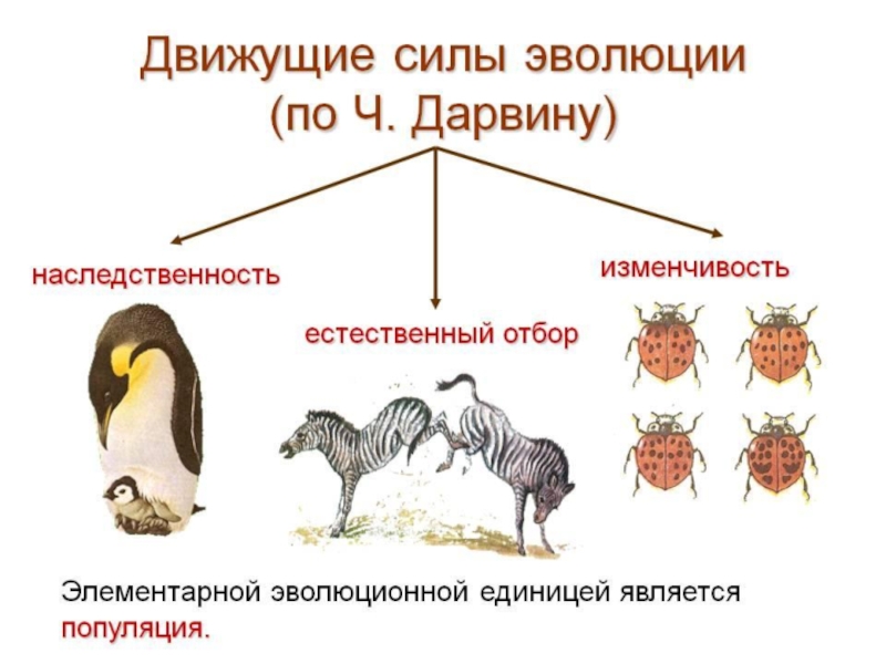 Тест по биологии естественный отбор 9 класс. Эволюционная теория Дарвина движущие силы эволюции. Схема естественного отбора по Дарвину. Движущие силы эволюции по ч Дарвину. Факторы эволюции по ч Дарвину.