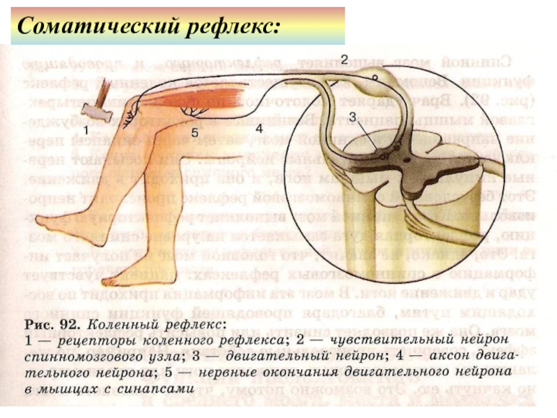 Рефлекс биология. Коленный рефлекс это соматическая. Соматические рефлексы человека. Не реагирует коленный рефлекс. На всю жизнь сохраняется коленный рефлекс.