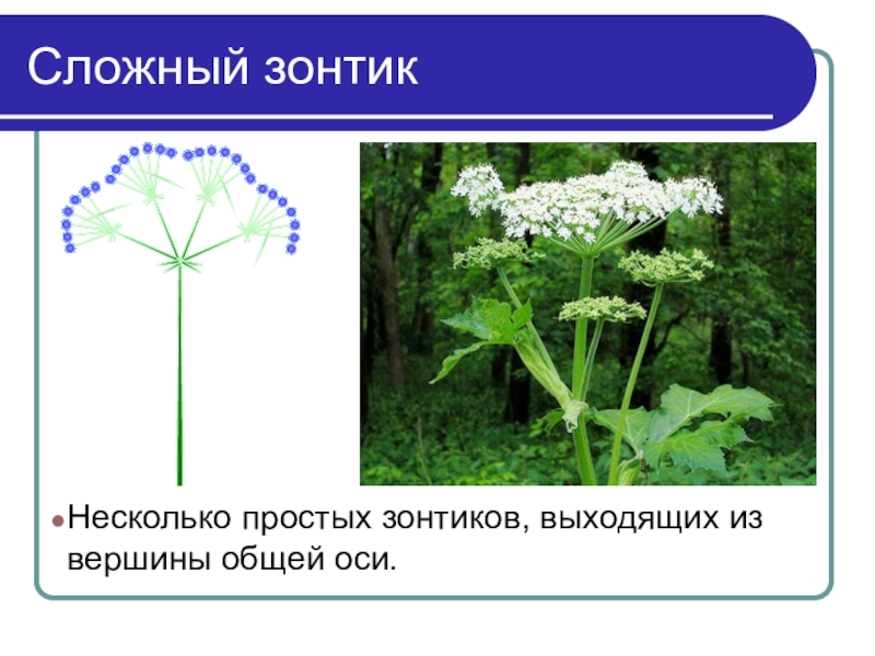 Простой зонтик. Сложный зонтик. Сложный зонтик морковь. Сложный зонтик борщевик.