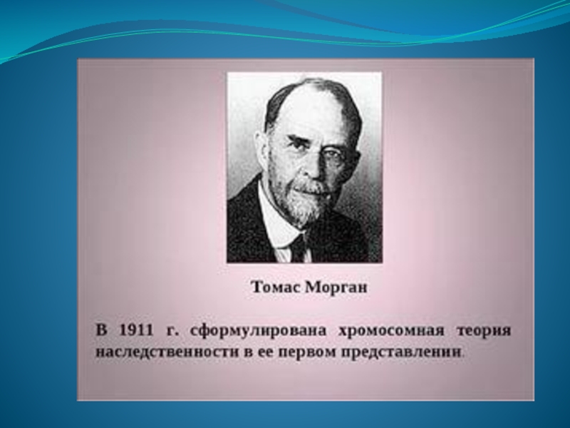 Хромосомная теория томаса. Хромосомная теория Томаса Моргана.