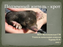 Подземный житель - крот