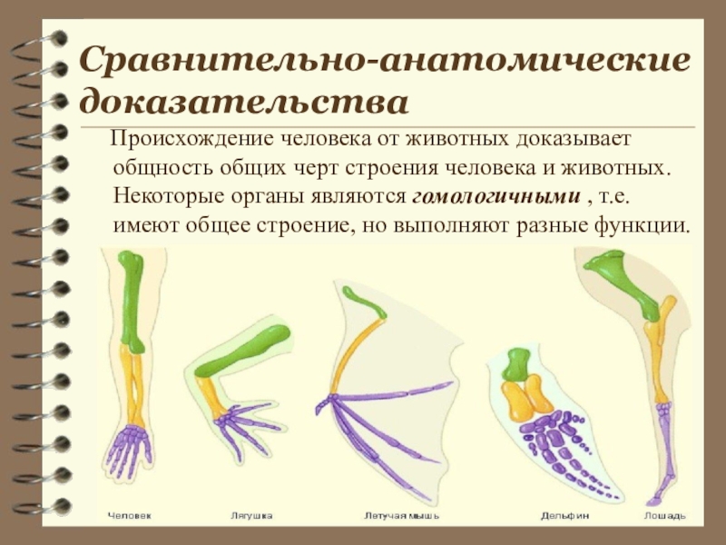 Выявление сравнительно анатомических доказательств общности лабораторная работа. Сравнительно-анатомические доказательства эволюции человека. Сравнительно-анатомические доказательства гомологичные органы. Сравнительно анатомические доказательства эволюции животных. Сравнительно-анатомические доказательства эволюции таблица.