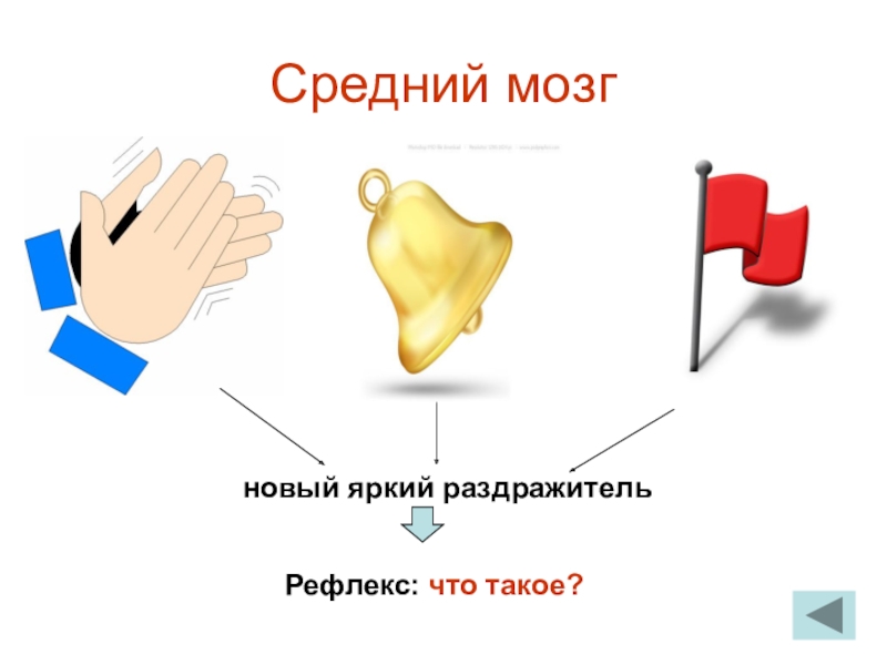 Новый мозг. Средний мозг рефлекс раздражитель. Рефлекс это. Бас рефлекс что это.