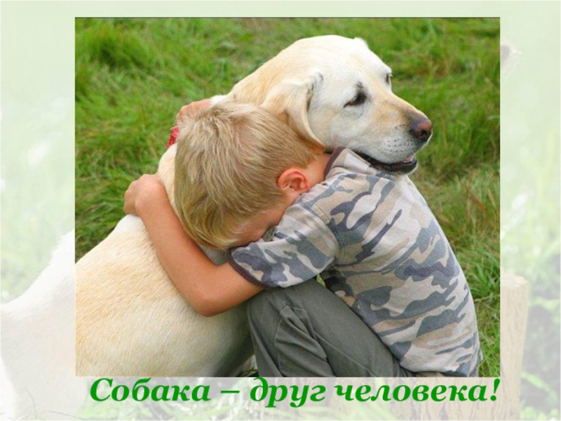 Собака – друг человека!