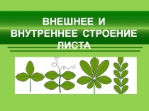 Презентация по биологии Внешнее и внутреннее строение листа (6-7 класс)