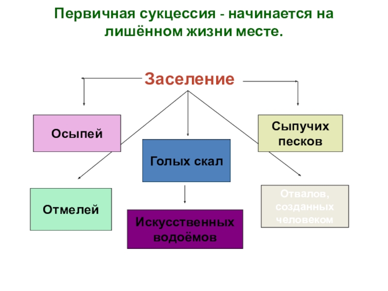 Презентация по биологии 9 класс саморазвитие экосистемы