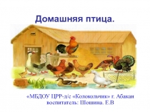 Презентация по развитию речи Домашняя птица