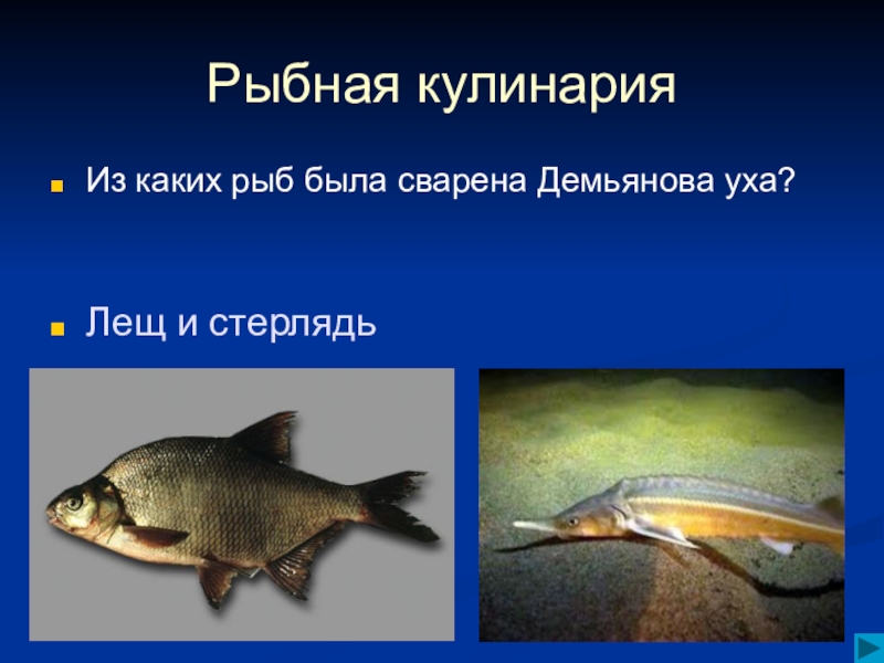 4 класса рыб. Проект про рыб. Проект на тему рыбы. Вопросы на тему рыбы. Стерлядь и лещ.