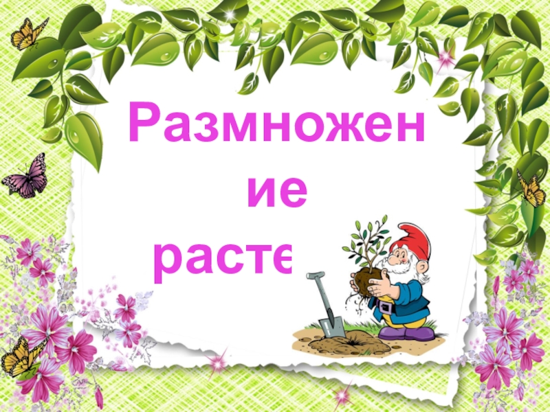 Презентация по биологии на тему Способы размножения живых организмов( 6 класс)