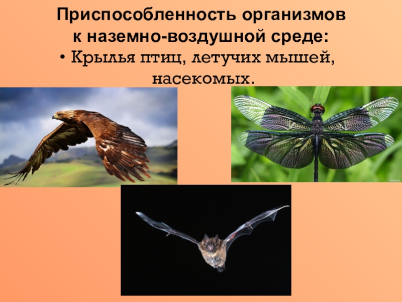 Приспособленность организмов к среде обитания 5 класс биология презентация