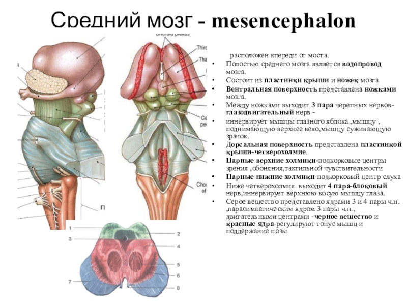 Презентация средний мозг анатомия