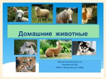 Домашние животные