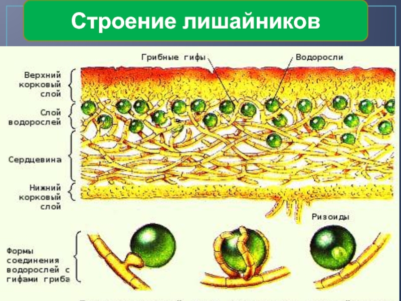 Строение лишайника 5 класс рисунок