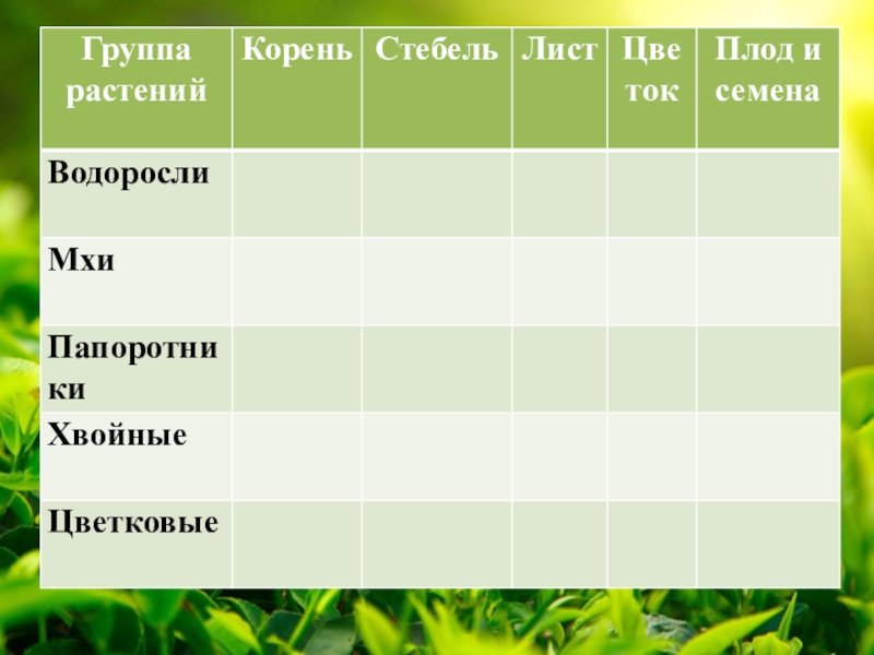 Стебель семена. Водоросли корень стебель листья. Группы растений водоросли мхи. Есть у водорослей корень стебель листья. Группы растений корень стебель и листья.